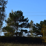 DSC 0651