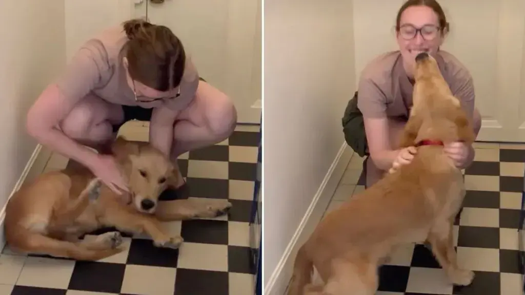 Golden Retriever's Joyful Welcome for Returning Owner Goes Viral