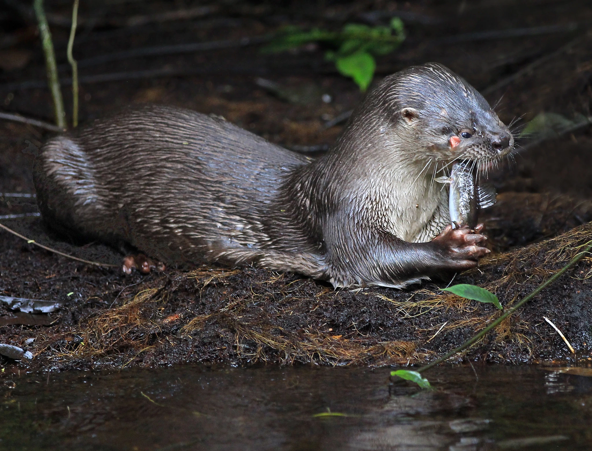 Nutria Neotropical Lontra longicaudis