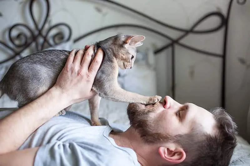 Feline Facial Touch: Decoding Cat Behavior