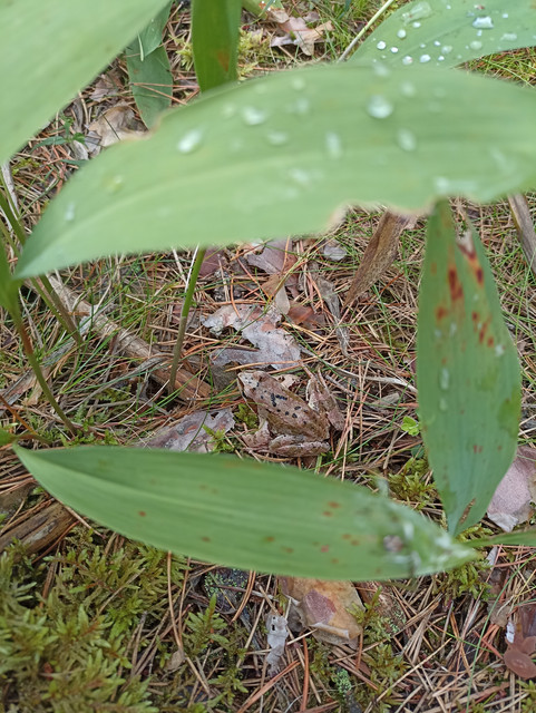 IMG-20240807-161520
