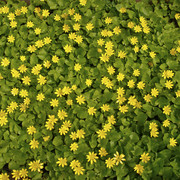 1c00240m