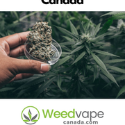 Main-Order-Weed-Canada-3