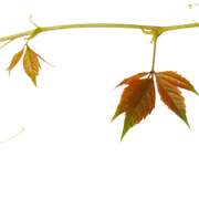 Leaves05