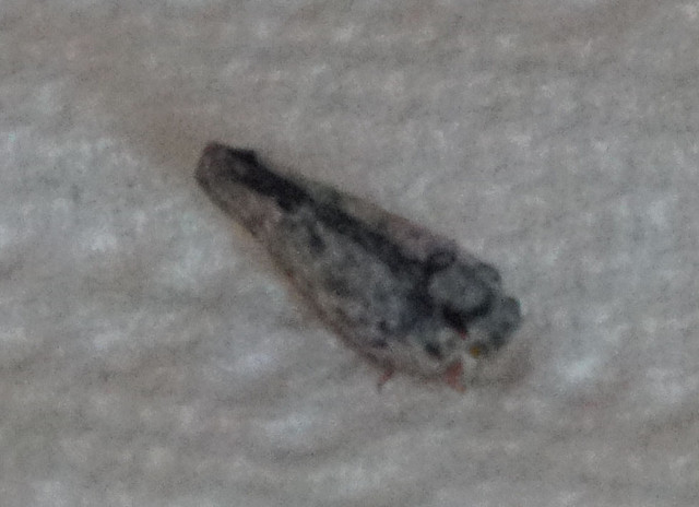 DSC06499 v2