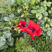 papaver