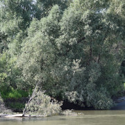 DSC 0709