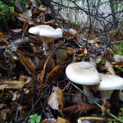 DSC00315