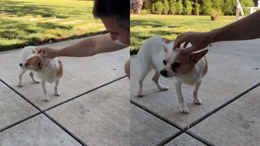 Foster Dog Achieves Milestone Moment with Foster Dad