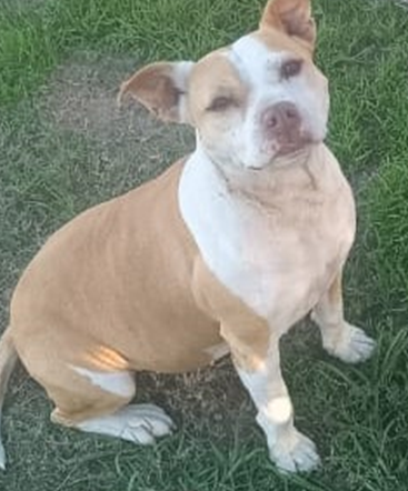 Mixed Breed
