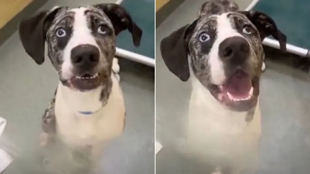 Young Shelter Dog Returned After Less Than One Day in New Home