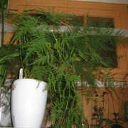 IMG 6444