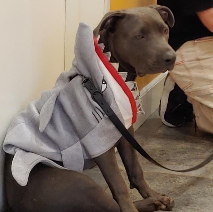 Shark in his shark outfit