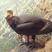 California Condor