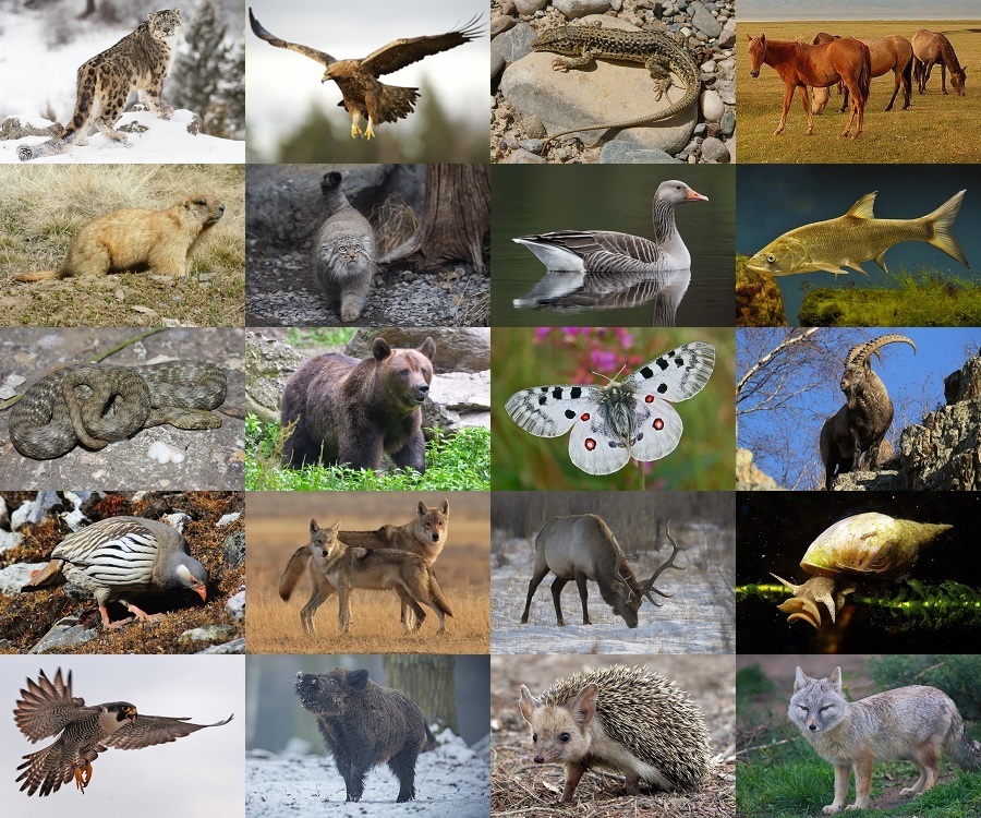 Find the Animals of Kyrgyzstan Quiz - By alvir28