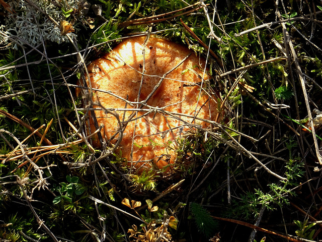DSC05584.jpg