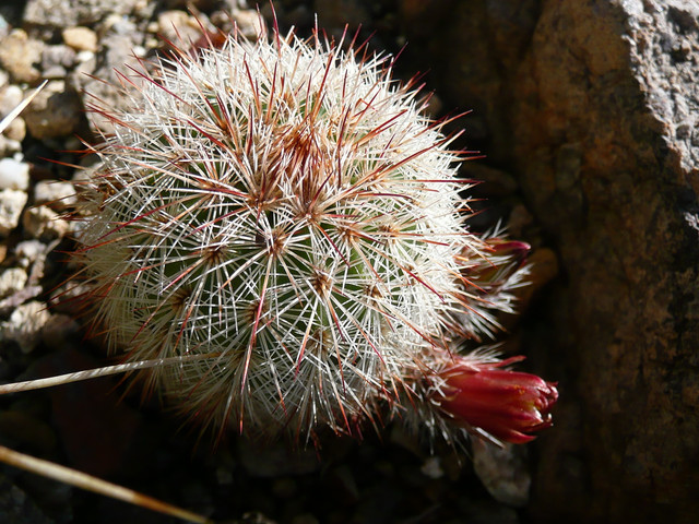 P1230661