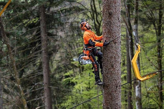 Arborist2.jpg