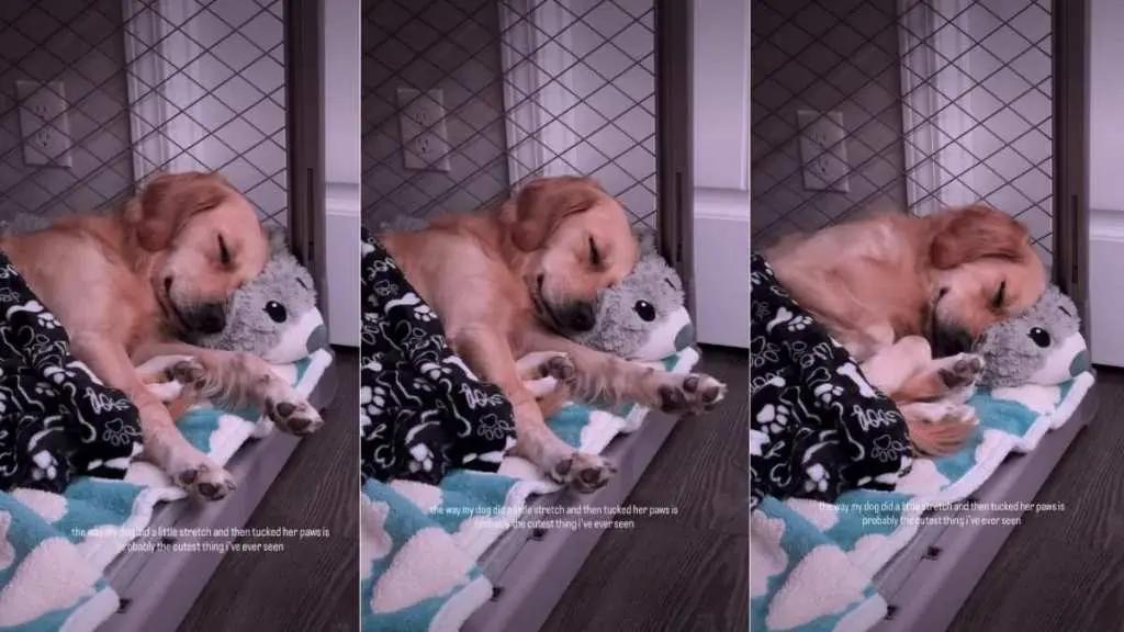 Golden Retriever's Sweet Sleep Moment Wins Hearts