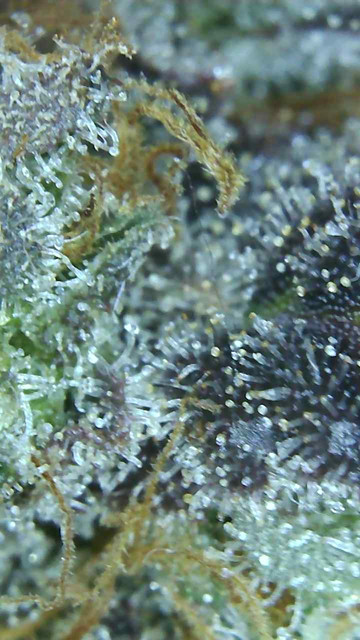 Mimosa-3.jpg