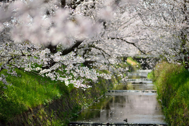 spring-007