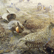 Greater Prairie Chicken