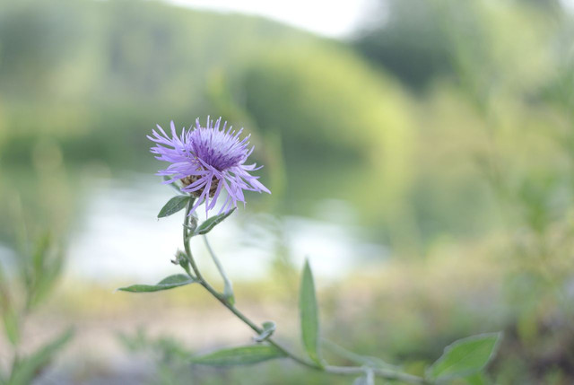 DSC5284-result.jpg