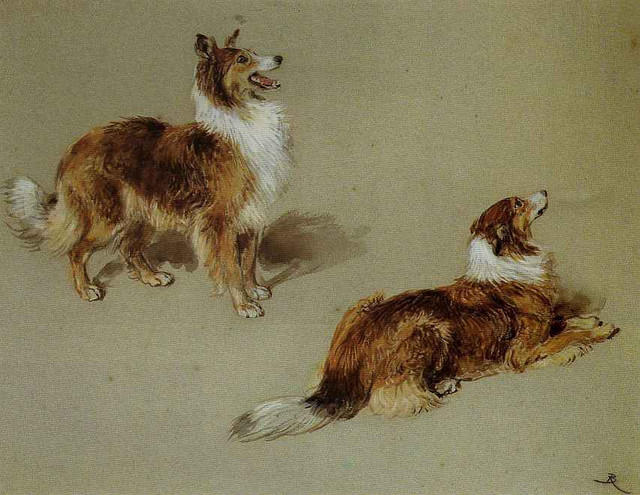 Collies