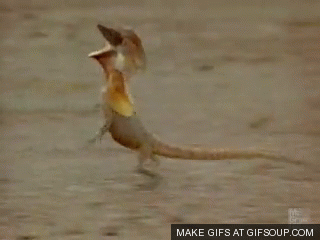 2-1.gif