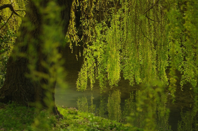 vrba-salix-6
