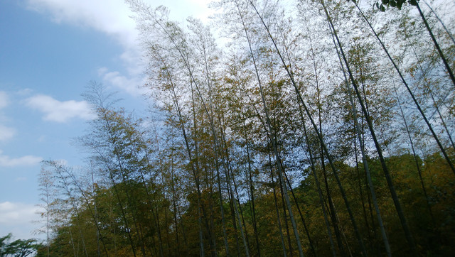 DSC-0010.jpg
