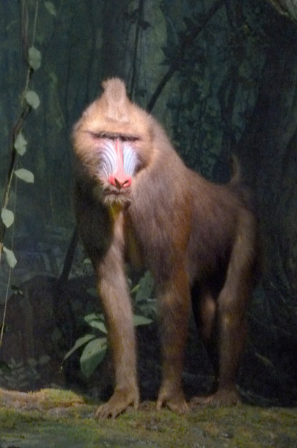 Mandrill.jpg