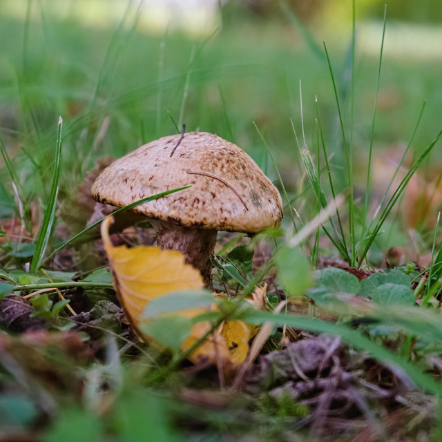 DSCF2277.jpg