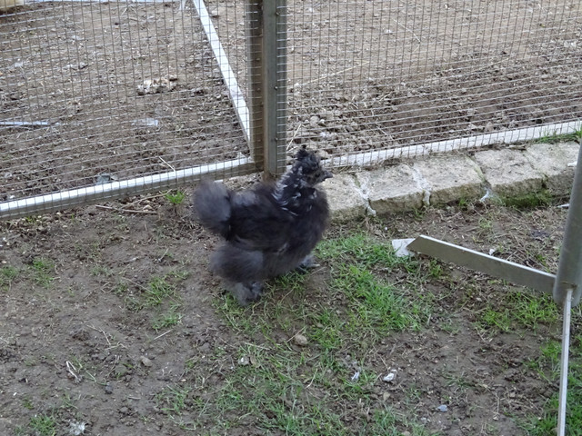 DSC03352.jpg
