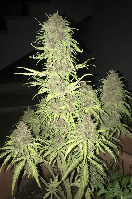 critical