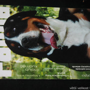 IMG-7741
