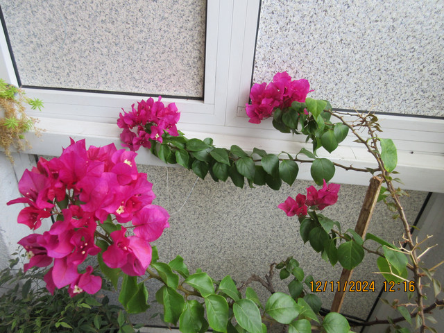 IMG-1815