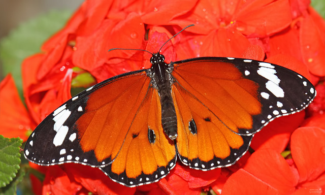 danaus-chrysippus