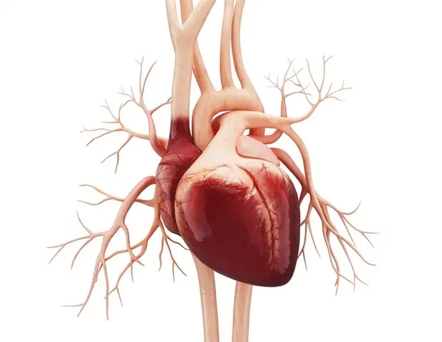 Lab-Grown Heart Cells Reach New Maturity