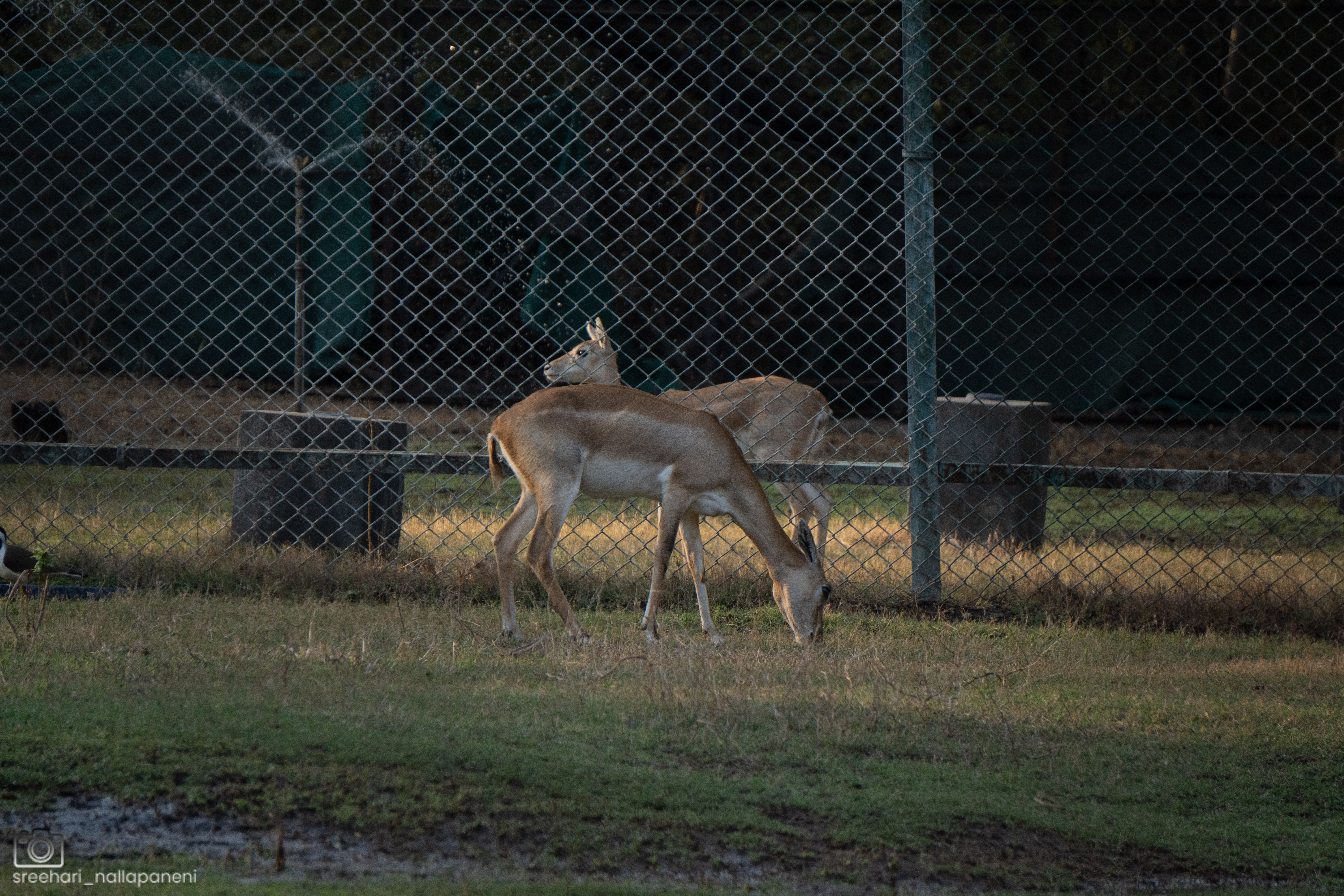 Evening Watch