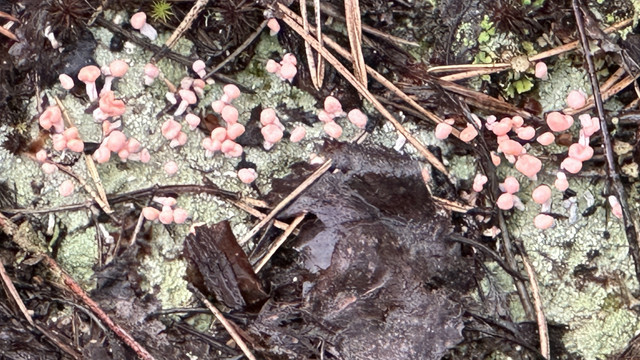 IMG 4821.jpg