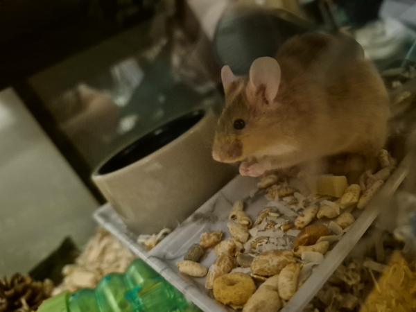Pip2