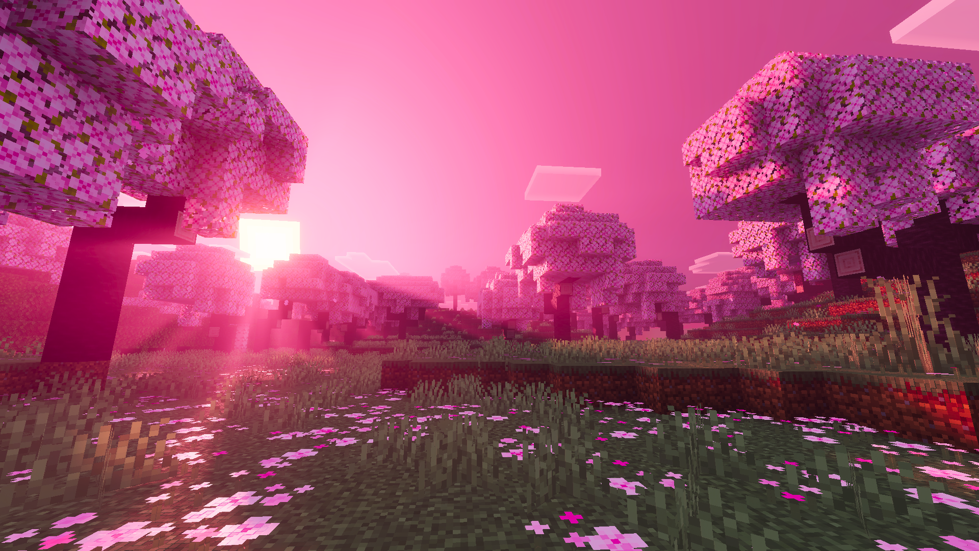 Cherry Sun Flare