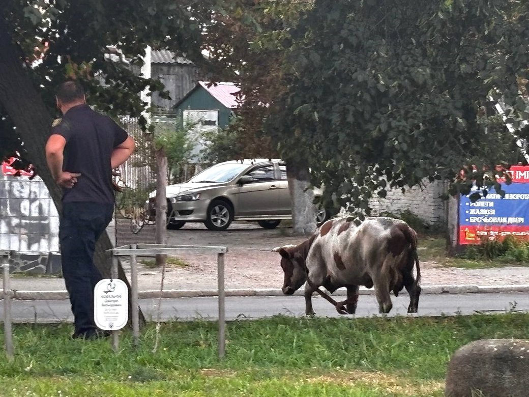 Корова впала в люк у сквері пам'яті загиблих захисників у Малині: тварину рятували три години