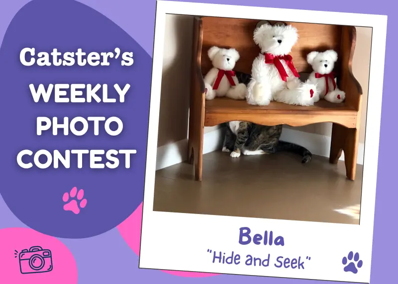 Feline Fun: Catster Announces Weekly Photo Contest Winners
