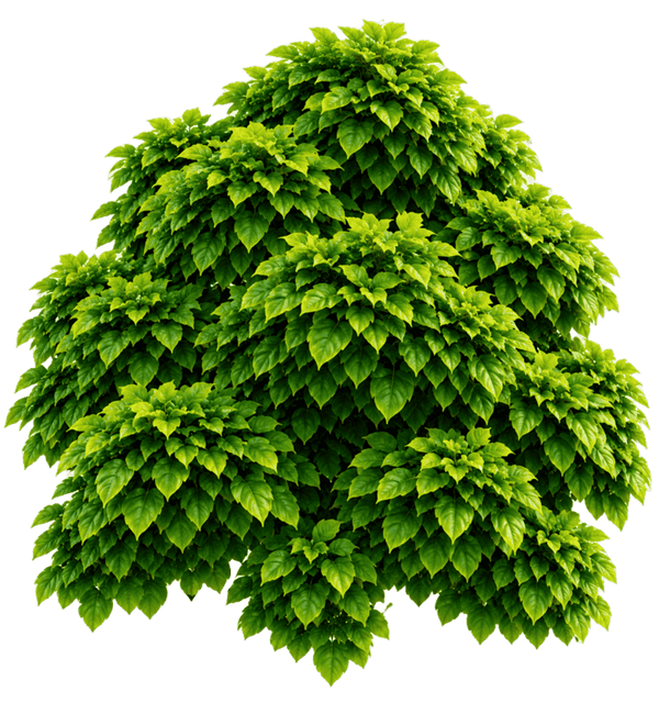 image (1) (1) (1) (1) (1).png