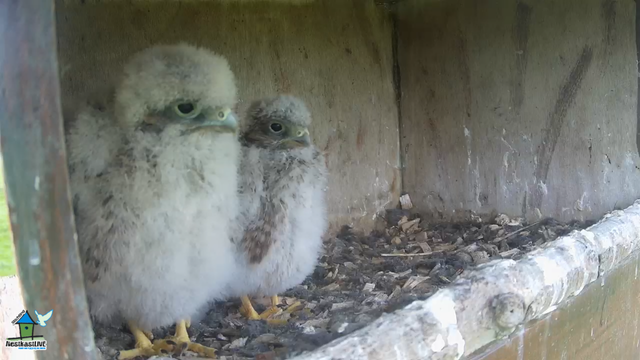 Schermopname (894)