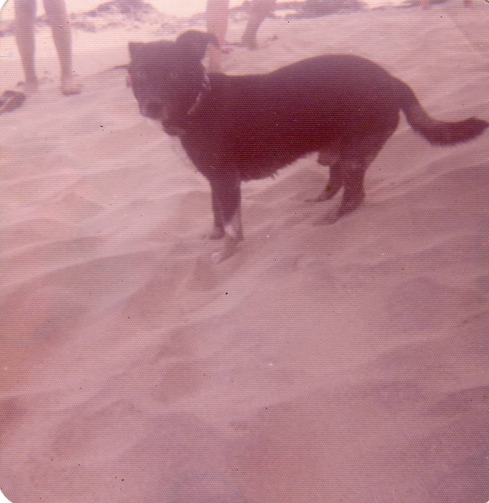 animales-044