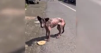 Dog Abandoned After Car Accident Finds New Home and Hope