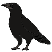 Crow